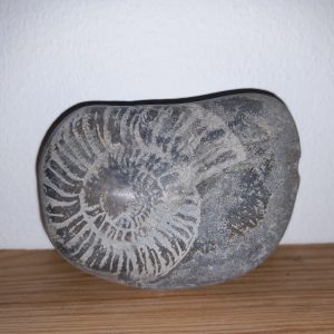 décoration pierre galet gravé ammonite