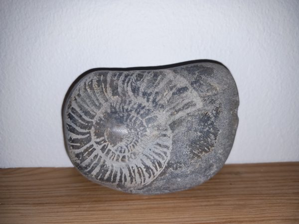 décoration pierre galet gravé ammonite